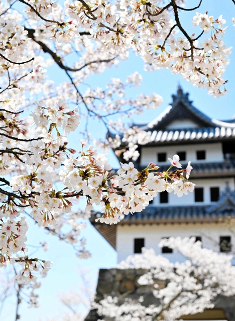2025年の万博へ、2025本の桜咲く洲本目指せ　地元プロジェクト、防災公園で植樹式　「多くの人に感動を」 | 淡路 | 神戸新聞NEXT