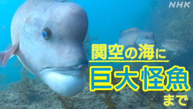 関空周辺の豊かな海 藻場の秘密や巨大“怪魚”コブダイの生態に迫る | NHK | WEB特集 | 大阪府