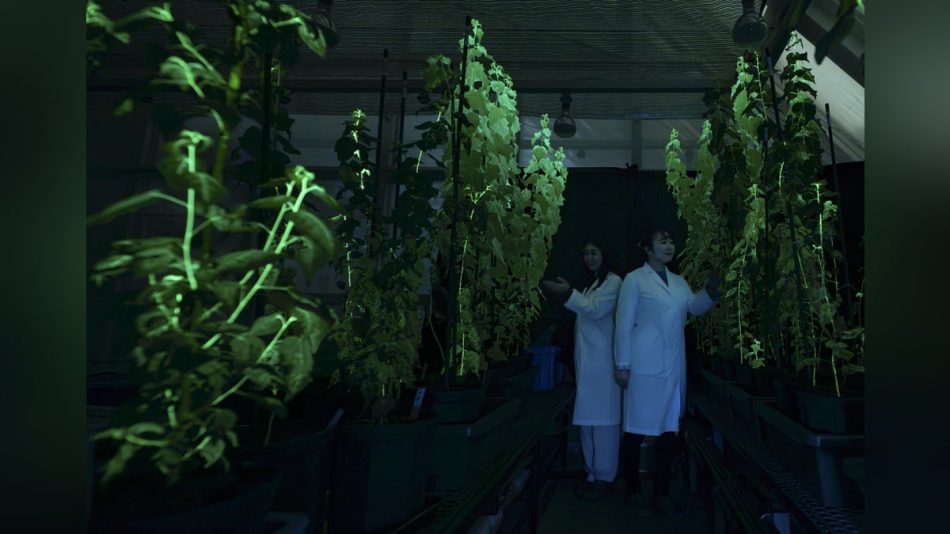 光るポプラが夜道を照らす？発光生物の遺伝子組み込み大阪・関西万博に出展…大阪大・奈良先端大開発 : 読売新聞