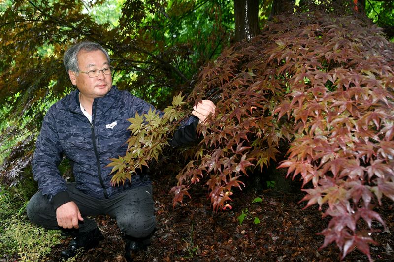 ２０２５年大阪・関西万博の会場でモミジ披露　福島県石川町の仲田種苗園社長　親子２代で貢献|47NEWS（よんななニュース）
