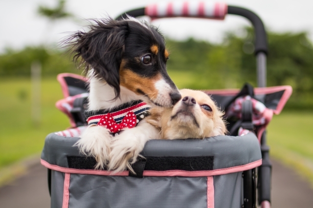 史上初の取り組み!大阪・関西万博でペット同伴入場が可能に(RadiChubu by CBCラジオ) - goo ニュース