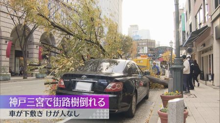 三宮で街路樹が根本から倒れる　車が下敷きもけが人はなし　街路樹は神戸市の管轄で内部は空洞　神戸（2024年12月7日掲載）｜YTV NEWS NNN