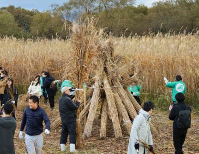万博ユニホームへ、ヨシ刈り取り　琵琶湖岸、有効利用｜【西日本新聞me】