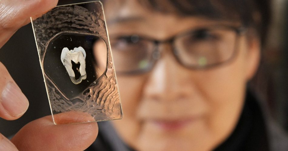 岩石から生き物まで　何でも透けるほど薄くする「薄片技術」の達人 | 毎日新聞