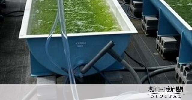アラ？陸上でアオサノリ　温暖化などで不作、ハウスで養殖　大阪・関西万博で技術展示：朝日新聞デジタル