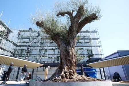 【世界初公開！EXPO 2025 大阪・関西万博】ニナファーム、仏パビリオン「ミラクルガーデン」の《 奇跡の千寿オリーブ 》 - 大阪ベイ経済新聞