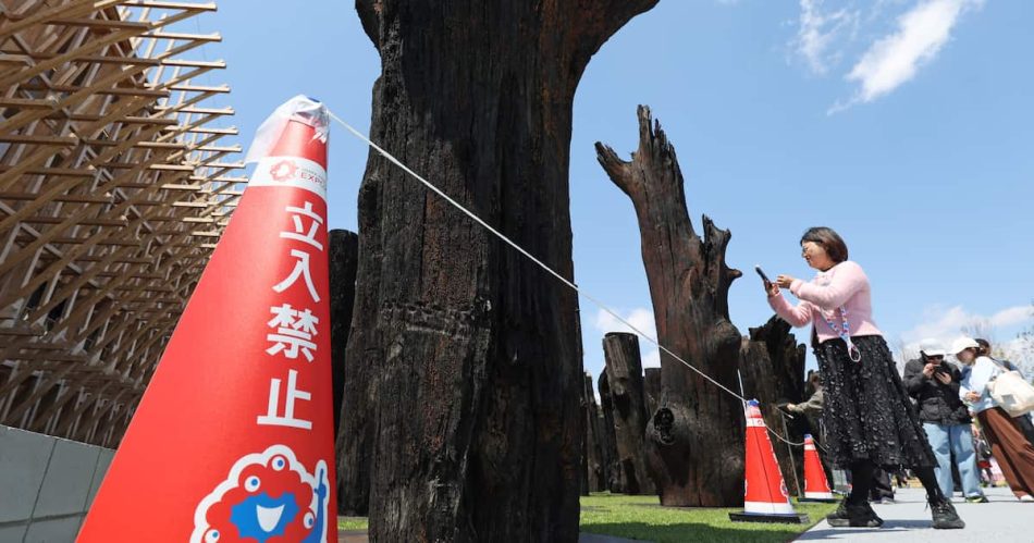 万博で樹齢6500年オークの「文明の森」が立ち入り禁止に　SNSで倒木リスク指摘 - 産経ニュース