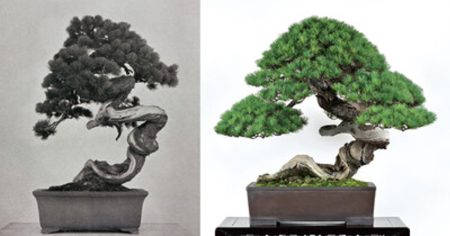 プレスリリース：［EXPO2025日本盆栽・水石展］（5/19～5/22）前回の大阪万博で展示された盆栽たちが、55年の時を超えて大阪・関西万博に登場！　LAST SHOGUN徳川慶喜公が愛した盆栽も…（PR TIMES） | 毎日新聞