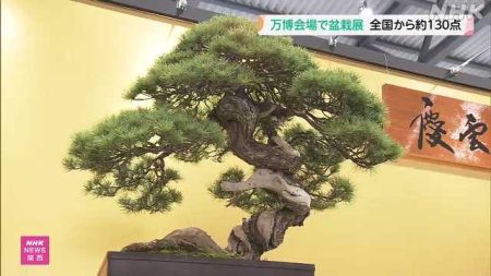 大阪・関西万博で盆栽展 １９７０年の万博で展示の盆栽も｜NHK 関西のニュース