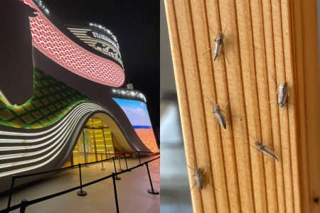 《万博で「虫」大量発生…正体は》「キャー！」関西万博に響いた若い女性の悲鳴、専門家が解説する「一度羽化したユスリカの早期駆除は現実的でない」｜NEWSポストセブン