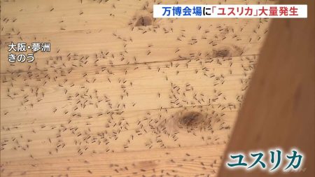 “飲食店の床にもたくさん” 大阪万博でハエの一種「ユスリカ」が大量発生　大阪府はアース製薬に協力要請 | TBS NEWS DIG