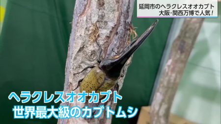 「すごく大きくてびっくり」延岡市で飼育されたヘラクレスオオカブト　大阪・関西万博で大好評｜ニュース｜UMKテレビ宮崎