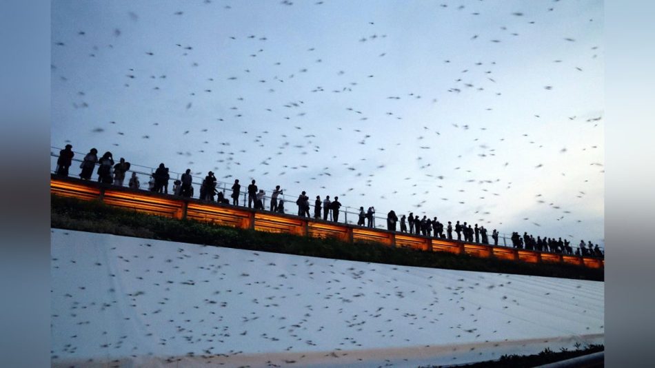 大阪万博:万博会場でユスリカ大量発生「気持ち悪い」…封じ込めへ協会側が殺虫剤メーカーに協力要請 : 読売新聞