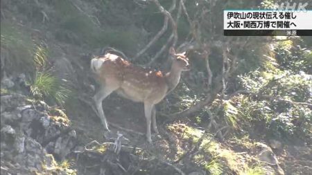 伊吹山の現状伝えるイベント ６月に大阪・関西万博で開催へ｜NHK 滋賀県のニュース