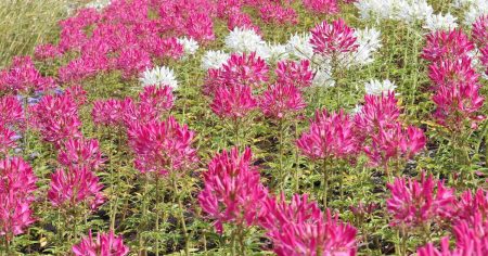 大阪・関西万博会場を彩る里山風景、咲き誇る初夏の花たち　大屋根リングや静けさの森で　花さんぽ-143- - 産経ニュース