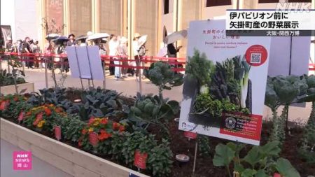大阪・関西万博 イタリアパビリオン前に矢掛町産の野菜 展示｜NHK 岡山県のニュース