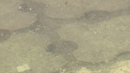 【速報】万博　7日に採取した水でも「レジオネラ菌」基準超　前回調査から倍増　水上ショーは再開見通せず（2025年6月10日掲載）｜YTV NEWS NNN