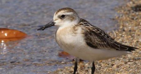 大阪万博、会場工事でヘラシギの飛来の湿地喪失　WWFや日本野鳥の会が府と市に共同書簡 - 産経ニュース