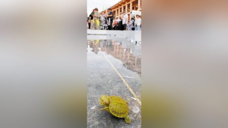 大阪万博:どこから？パビリオン前の池に幼い外来カメ、すみ着き泳いだり歩いたり…引き取り手を募集中 : 読売新聞