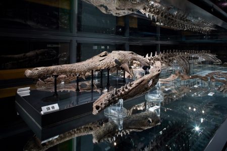マチカネワニ化石　天然記念物指定へ － 大阪大学