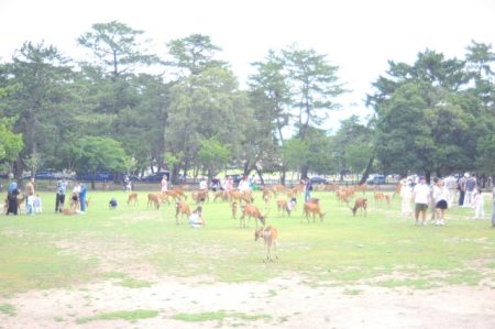 大阪・関西万博のインバウンド 次の訪問地は奈良公園がトップ - ナビタイム調べ｜奈良新聞デジタル