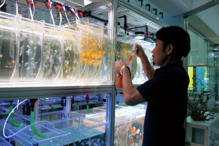クラゲならヨシダと世界が認知。日本人クラゲ1万匹養殖家、武器は「高参入障壁」 | Forbes JAPAN 公式サイト（フォーブス ジャパン）