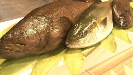 「ＳＵＳＨＩの未来がここに　万博だけの超特別メニュー」大阪・関西万博　くら寿司／スシロー／近畿大学水産研究所 | 特集 | MBSニュース