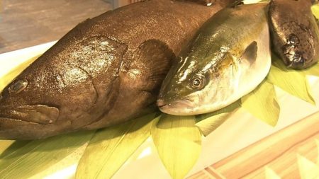 「ＳＵＳＨＩの未来がここに　万博だけの超特別メニュー」大阪・関西万博　くら寿司／スシロー／近畿大学水産研究所 | Kindai Picks