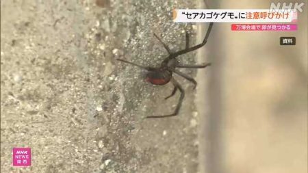 大阪・関西万博 会場内にセアカゴケグモ 触らないよう注意｜NHK 関西のニュース