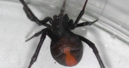 万博会場で毒を持つセアカゴケグモ見つかる　大阪府の吉村知事が注意呼びかけ - 産経ニュース
