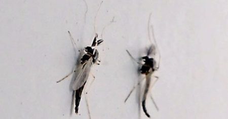 大阪万博会場に羽虫ユスリカ、またカ　気温低下呼び水に大量発生？ - 日本経済新聞