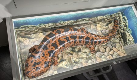 万博で好評のオオサンショウウオ模型 閉幕で関西パビリオンから名張に帰郷 | 【伊賀タウン情報 YOU】