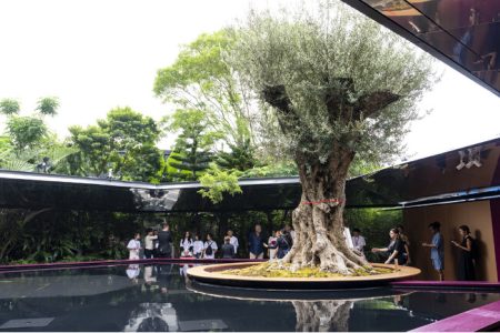 大阪・関西万博2025／ギネス世界記録(TM)を生んだフランス館「奇跡の千寿オリーブ」 日本に継承へ：紀伊民報AGARA｜和歌山県のニュースサイト