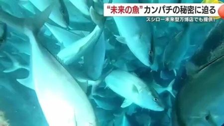 大阪・関西万博で「あしたのサカナ」として注目 鹿児島・南大隅町の完全養殖カンパチ 未来を見据えた持続可能な漁業へ｜FNNプライムオンライン