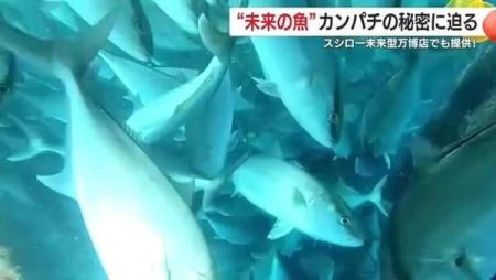 大阪・関西万博で「あしたのサカナ」として注目 鹿児島・南大隅町の完全養殖カンパチ 未来を見据えた持続可能な漁業へ|au Webポータル経済・ITニュース