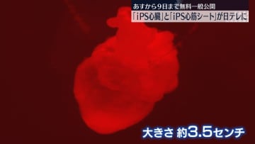 あすから一般公開　大阪･関西万博で人気…｢iPS心臓｣と「iPS心筋シート」が日テレに | チバテレ＋プラス