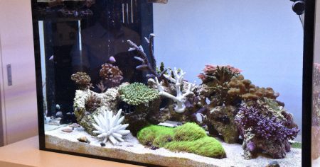 未来につなぐ人工サンゴ　万博サウジ館から関大に寄贈　環境回復向け共同研究へ　／大阪 | 毎日新聞