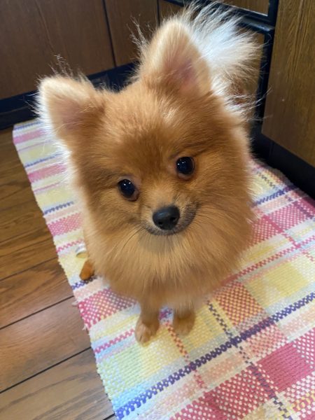 悪徳ブリーダー、身勝手な飼い主、人気の犬種が並ぶ裏側…命を救う保護団体から聞いた保護犬の現実 | ラジトピ ラジオ関西トピックス