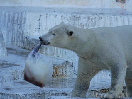 天王寺動物園でホッキョクグマの誕生日イベント　サケをプレゼント - あべの経済新聞