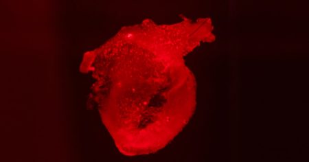 大阪・関西万博と「ミニ心臓」　夢の臓器実現の起点に - 日本経済新聞