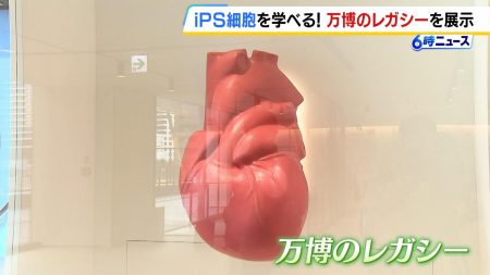 万博のレガシーが中之島に　大注目の「ｉＰＳ細胞」　大阪ヘルスケアパビリオンの展示が再び集結（MBSニュース） - Yahoo!ニュース