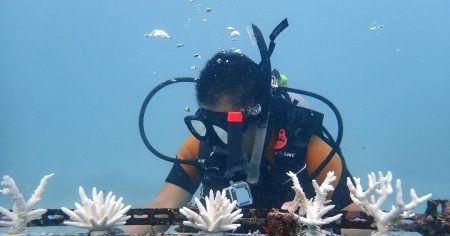 万博人工サンゴを海へ移植　サウジ産、再生に挑戦 - 日本経済新聞