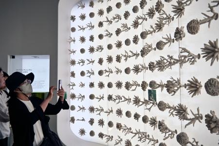万博展示の人工サンゴ、海へ移植｜京都新聞デジタル　京都・滋賀のニュースサイト