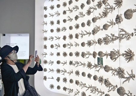 万博人工サンゴ　琉大研究　サウジ展示品で関西大と　本島近海に設置　生態系再生挑む | 沖縄タイムス＋プラス