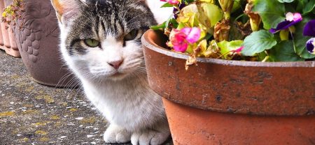 クラウドファンディング - MotionGallery (モーションギャラリー)