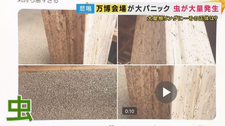 「木目と思ったらすべて虫」「大丈夫なわけない」万博に大量発生した「ユスリカ」防虫スプレーは効果期待できず　対処に苦労した来場者も【大阪・関西万博を振り返る】（関西テレビ） - Yahoo!ニュース