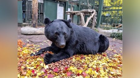 原生林の伐採・地球温暖化による「山の荒廃」で餌不足の結果、クマの出没増…人にも要因：地域ニュース : 読売新聞