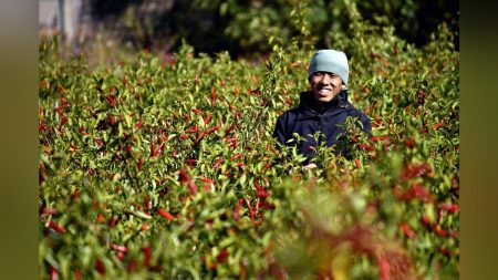 絵で描けなかった香川 本鷹 手島「飴細工のように美しい」幻の唐辛子 主亡き後栽培継承 : 読売新聞