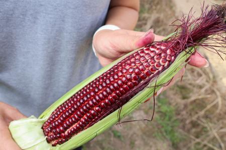 赤いトウモロコシ全国で、ＳＮＳの発信注目　奈良の種苗メーカー開発 | 共同通信　ニュース | 沖縄タイムス＋プラス