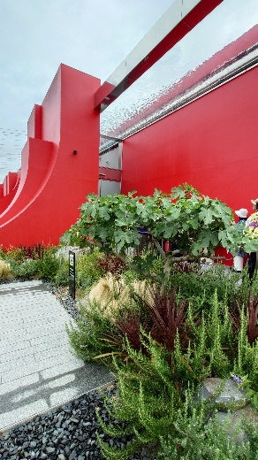 友好と交流の記憶を未来へ！「大阪・関西万博オマーンパビリオン展示のいちじくの木」を羽曳野市の小学校へ移植植樹式を実施！ | 羽曳野市役所のプレスリリース